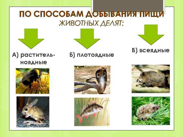 ПО СПОСОБАМ ДОБЫВАНИЯ ПИЩИ ЖИВОТНЫХ ДЕЛЯТ: А) раститель ноядные Б) плотоядные В) всеядные 