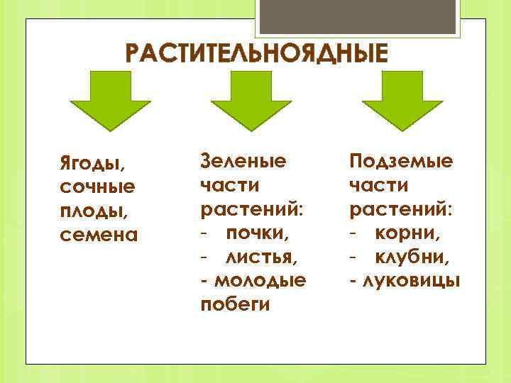 РАСТИТЕЛЬНОЯДНЫЕ Ягоды, сочные плоды, семена Зеленые части растений: - почки, - листья, молодые побеги