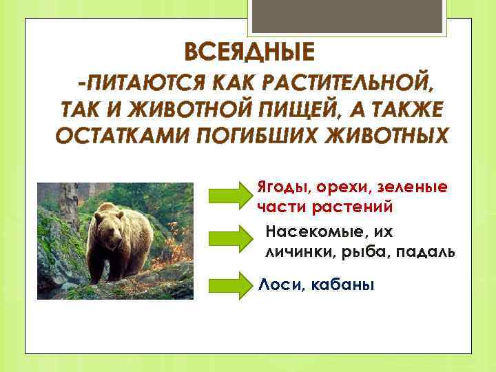 ВСЕЯДНЫЕ ПИТАЮТСЯ КАК РАСТИТЕЛЬНОЙ, ТАК И ЖИВОТНОЙ ПИЩЕЙ, А ТАКЖЕ ОСТАТКАМИ ПОГИБШИХ ЖИВОТНЫХ Ягоды,