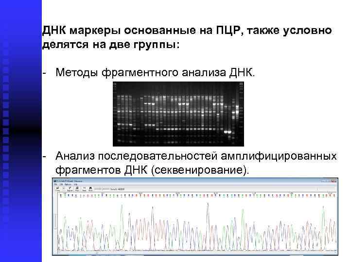 ДНК маркеры основанные на ПЦР, также условно делятся на две группы: Методы фрагментного анализа