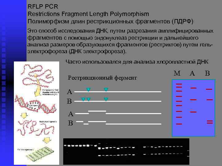 RFLP PCR Restrictions Fragment Length Polymorphism Полиморфизм длин рестрикционных фрагментов (ПДРФ) Это способ исследования