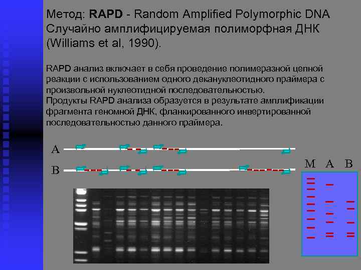 Метод: RAPD Random Amplified Polymorphic DNA Cлучайно амплифицируемая полиморфная ДНК (Williams et al, 1990).