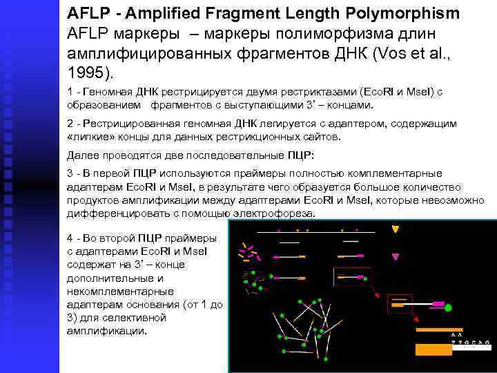 AFLP - Amplified Fragment Length Polymorphism AFLP маркеры – маркеры полиморфизма длин амплифицированных фрагментов