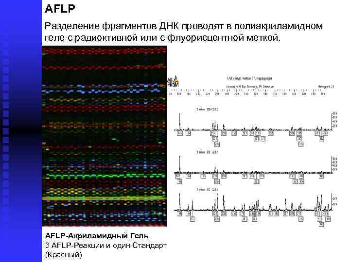 AFLP Разделение фрагментов ДНК проводят в полиакриламидном геле с радиоктивной или с флуорисцентной меткой.