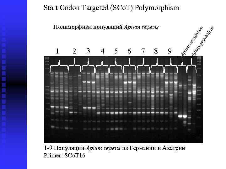 4 5 6 7 8 9 1 -9 Популяции Apium repens из Германии и