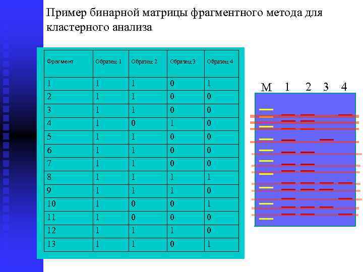 Пример бинарной матрицы фрагментного метода для кластерного анализа Фрагмент Образец 1 Образец 2 Образец