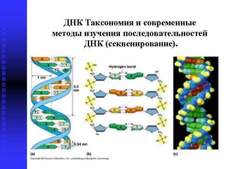 ДНК Таксономия и современные методы изучения последовательностей ДНК (секвенирование). 