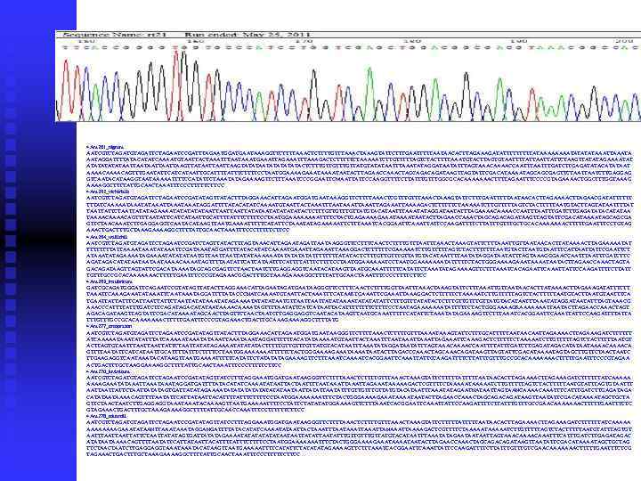 >Am 261_nigrum AATCGTCTAGATGTAGATTCTAGAATCCGATTTAGAATGGATGAATAAAGGTTCTTTTAAACTCTTTTGTTTAAACTAAAGTATTCTTTGAATTTTTAATAACACTTAGAAAGATATTTTTATAAAATATAAATTAAATAGGATTTTATACATATCAAAATGTAATTACTAAATTTAATAAATGAAATTAGAAATTTAAAGACTCTTTTTCTAAAAATCTTGTTTTTAGTCTACTTTTAAATGTACTTAGTGTAATTTTATTATTCTAAGTTATATAGAAAATATATAATTAATTAAGTTATAATTAAGTATATATATATACTCTTTGTTGTTATGTATATAATTTAAATATAGGATAATATTTAGTAAACAAAACCAATTTGATCTTGAGATATACATATAAT AAAACAGTTTGAATATTCATCATAATTGCATTTTATTTCTTTTCCTAATGGAAAAGAAATAATACTTAGAACCAAACTAGCAGATAAGTTAGTATTCGACATAAAATAGCAGCGAGTTCTAATCTTGAGGAG GTCAATACATAAGGTAATAAAAATTTTCCATATTCTAAATATAGAAAAGTTCTTTAAATCCCGGAATTCMAATTATTCCAAGGTTTTCTTATTTGGCGCACAAAAAAACTTTTAGAATTTCCCCGTAGAAAACTGGCTTTGGTAAAG AAAAGGCTTTTATTGCAACTAAATTTCCCTTTTTCTTCC >Am 262_victorialis AATCGTCTAGATGTAGATTCTAGAATCCGATATAGTTATACTTTAGGAAACATTAGAATGGATGAATAAAGGTTCTTTTAAACTCGTTTAAACTAAAGTATTCTTTGAATTTTTAATAACACTTAGAAAACTTAGAACGATATTTTTT TTTATCAAAAATATAAATAAATAGGATTTTATACATATCAAAATGTAATTACTAAATTTAATAAATTAGAAATTAAAAGACTCTTTTTCTAAAAATCTTGTTTTTAGTCTACTTTTTAATGTACTTAGTATAATTTTAT TAATTATTCTAATTATATAGAAAATATATAATTAATTATATATATATACTCTTTGTTGTTATGTACATAATTTAAATATAGGATAATATTTAGAAAACCAATTTGATCTTGAGATATACATATAA TAAAACAGTTTTAATATTCATCATAATTGCATTTTATTTCTTTTCCTAATGGAAAATTTTCTACTGAGAAATAAAATAATACTTAGAACCAAACTAGCAGATAAGTTAGTATTCGACATAAAATAGCAGCGA GTTCTAACAAATCTTGAGGAGGTCAATACATAAGTTAATGAAAATTTTTCATATTCTAAATATAGAAAAATTCTTTAAATCACGGAATTCAAATTATTCCAAGATTTTCTTATTTGCTGCACAAAAAAACTTTTTGAATTTCCTGTAG AAACTGACTTTGCTAAAGAAAAGGCTTTTATTGCAACTAAATTTCCCTTTTTCTTCC