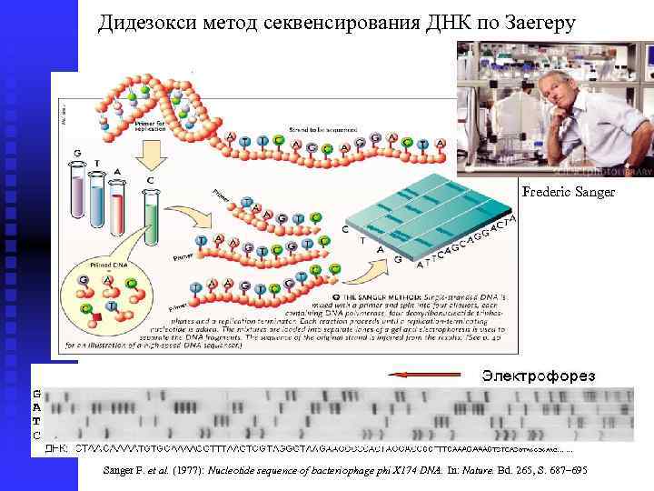 Дидезокси метод секвенсирования ДНК по Заeгеру Frederic Sanger F. et al. (1977): Nucleotide sequence