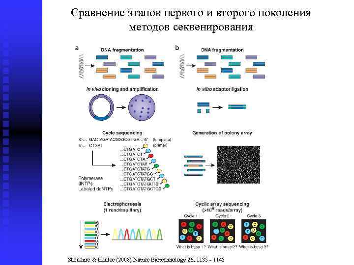 Сравнение этапов первого и второго поколения методов секвенирования Shendure 1& Hanlee (2008) Nature Biotechnology