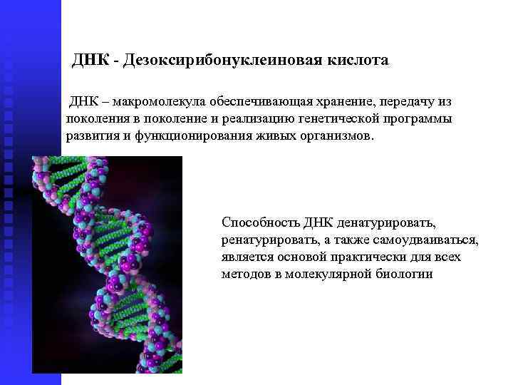 Днк способна. Дезоксирибонуклеиновая кислота. ДНК способна самоудваиваться. Современный молекулярно-генетический этап презентация. Форма макромолекулы ДНК.