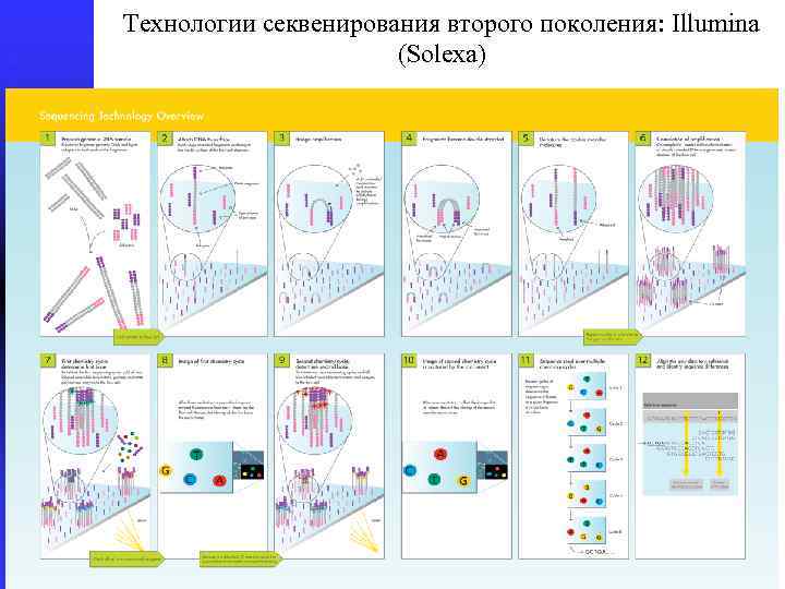 Поколения секвенирования. Illumina секвенирование. Иллюмина метод секвенирования. Секвенирование второго поколения. Illumina секвенирование принцип.