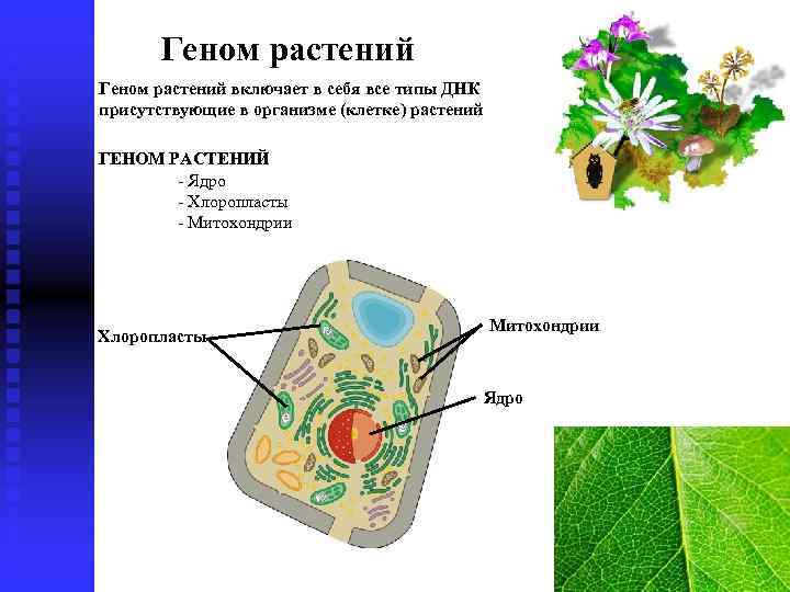 Геном растений. ДНК растений. Размер генома растений. ДНК В растительной клетке.