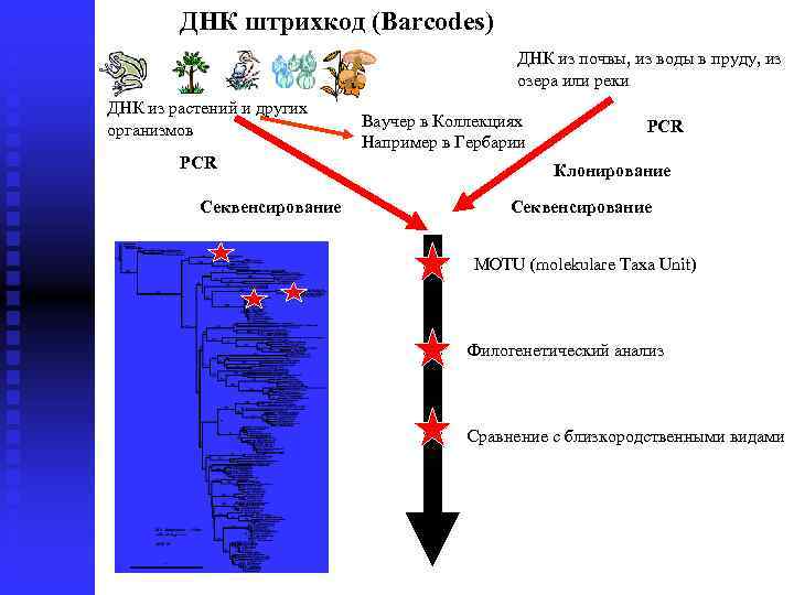 ДНК штрихкод (Barcodes) ДНК из почвы, из воды в пруду, из озера или реки