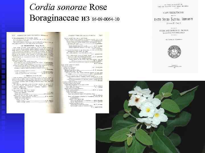 Cordia sonorae Rose Boraginaceae из 86 -09 -0064 -10 