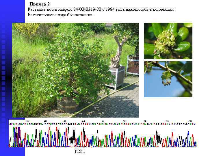 Пример 2 Растение под номером 84 -00 -0313 -80 с 1984 года находилось в