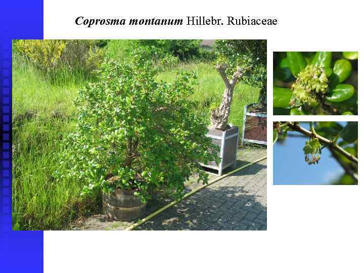 Coprosma montanum Hillebr. Rubiaceae 