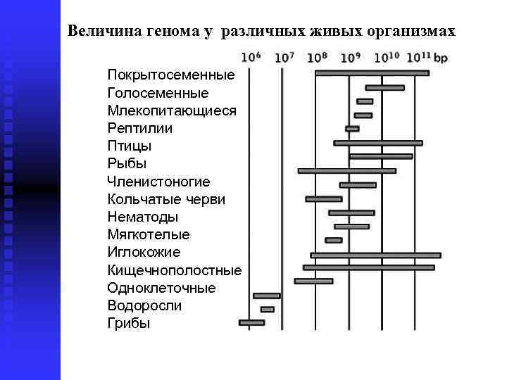 Величина генома у различных живых организмах Покрытосеменные Голосеменные Млекопитающиеся Рептилии Птицы Рыбы Членистоногие Кольчатые