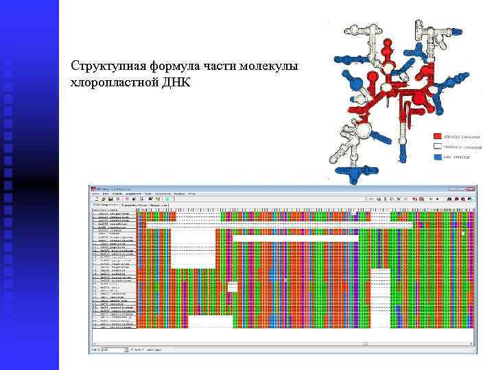Структупная формула части молекулы хлоропластной ДНК 