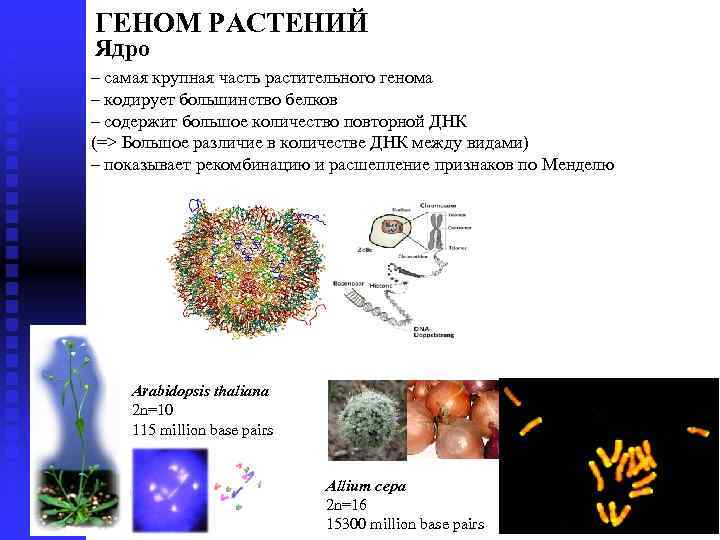 Геном растений