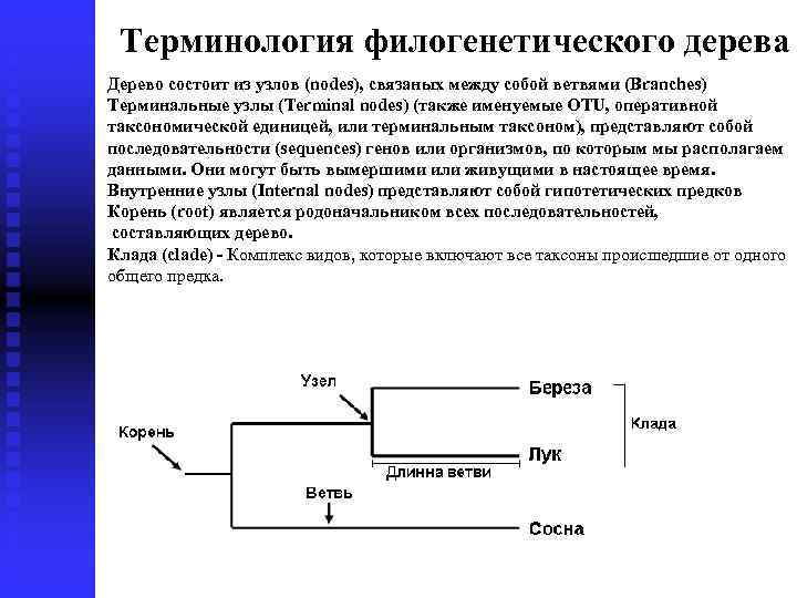 Терминология филогенетического дерева Дерево состоит из узлов (nodes), связаных между собой ветвями (Branches) Терминальные
