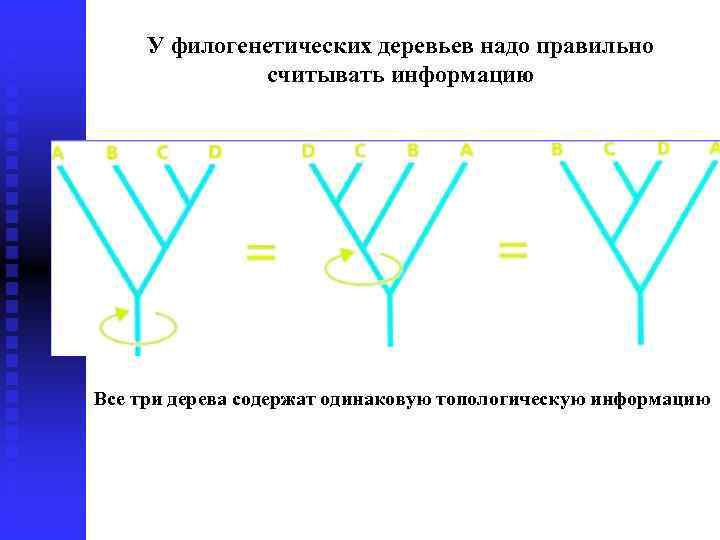 У филогенетических деревьев надо правильно считывать информацию Все три дерева содержат одинаковую топологическую информацию