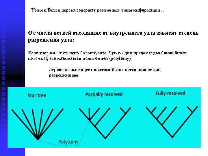 Узлы и Ветви дерева содержат различные типы информации. . От числа ветвей отходящих от