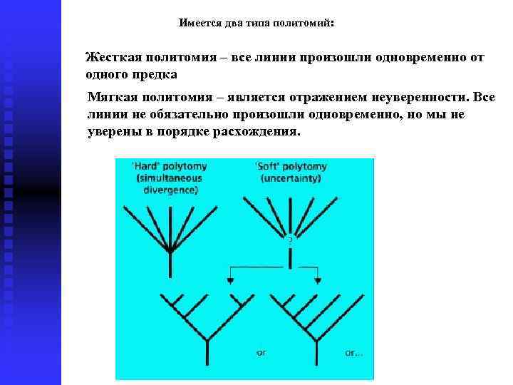 Имеется два типа политомий: Жесткая политомия – все линии произошли одновременно от одного предка