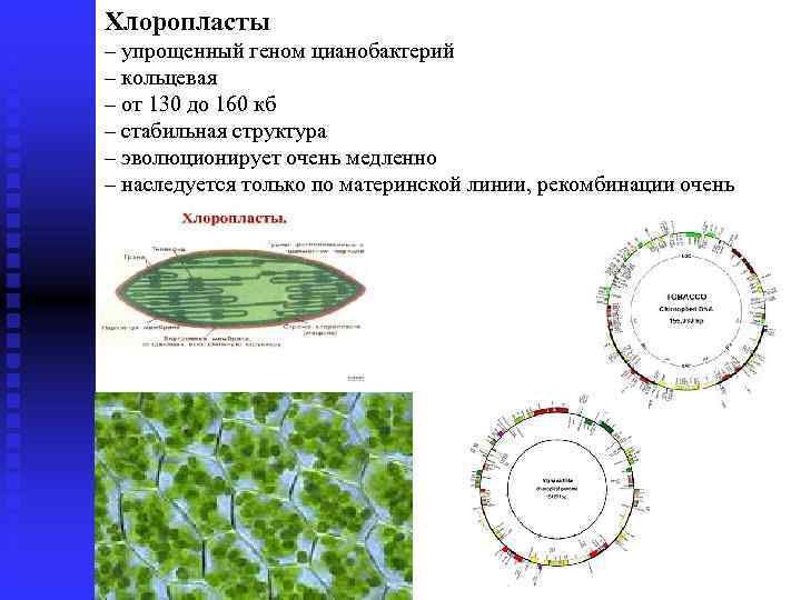 Хлоропласты ГЕНОМ РАСТЕНИЙ – упрощенный геном цианобактерий – кольцевая – от 130 до 160