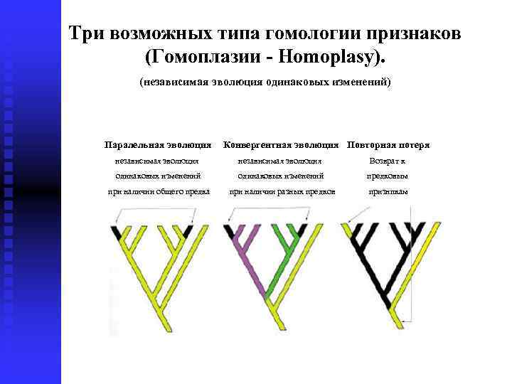 Три возможных типа гомологии признаков (Гомоплазии - Homoplasy). (независимая эволюция одинаковых изменений) Паралельная эволюция
