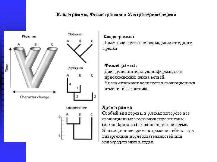 Кладограммы, Филлограммы и Ультрамерные дереья Кладограмма: Показывает путь происхождение от одного предка Филлограмма: Дает