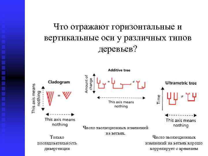 Что отражают горизонтальные и вертикальные оси у различных типов деревьев? Только последовательность дивергенции Число