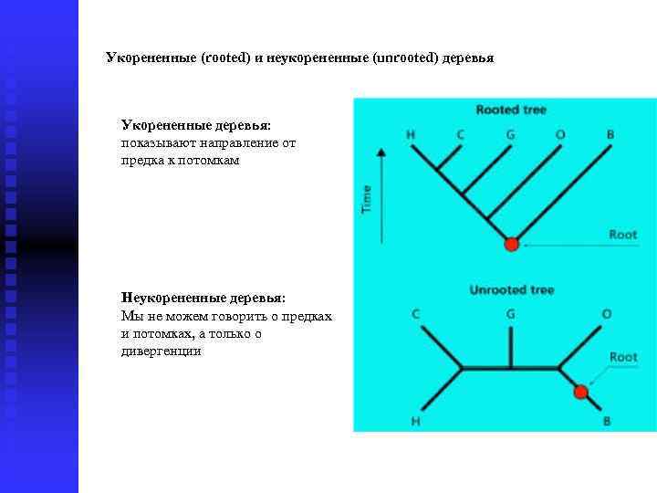 Укорененные (rooted) и неукорененные (unrooted) деревья Укорененные деревья: показывают направление от предка к потомкам