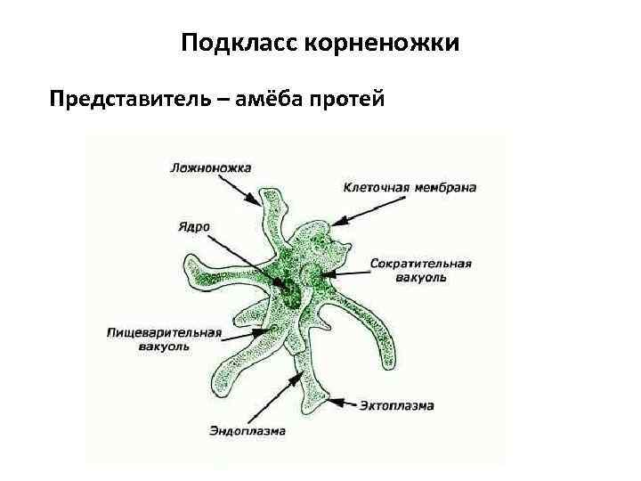 Подкласс корненожки Представитель – амёба протей 