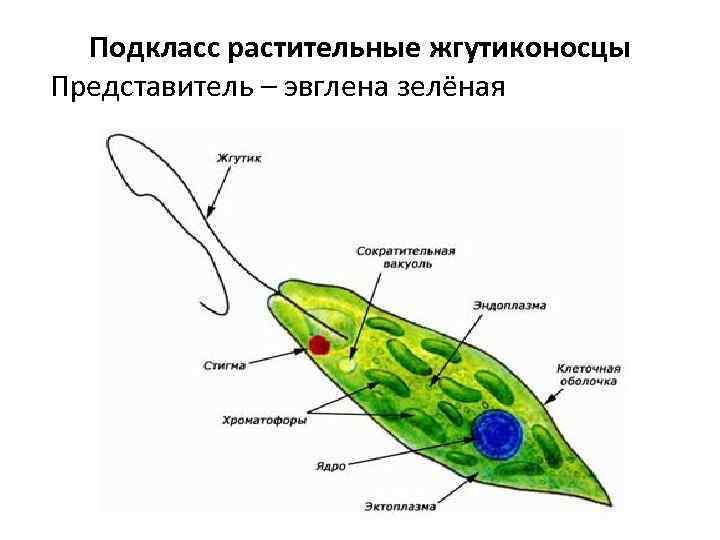 Подкласс растительные жгутиконосцы Представитель – эвглена зелёная 