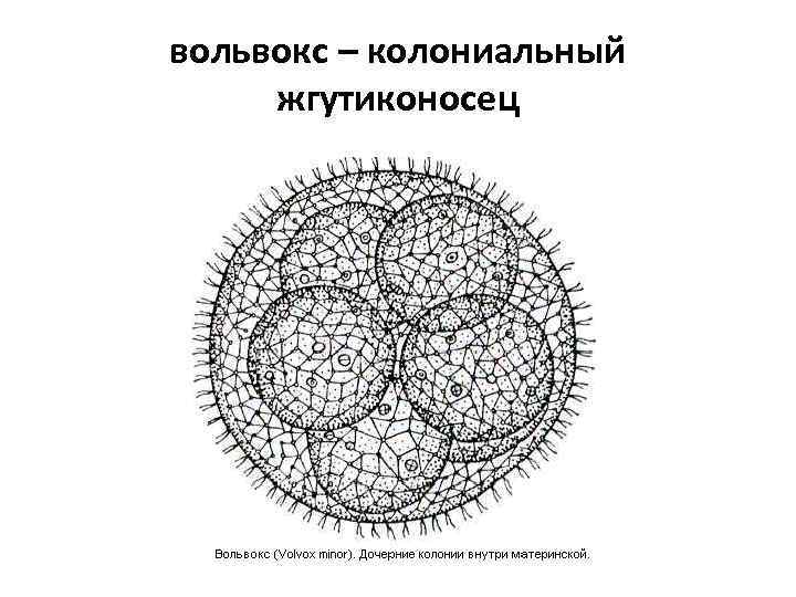 вольвокс – колониальный жгутиконосец 