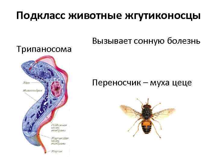 Подкласс животные жгутиконосцы Трипаносома Вызывает сонную болезнь Переносчик – муха цеце 