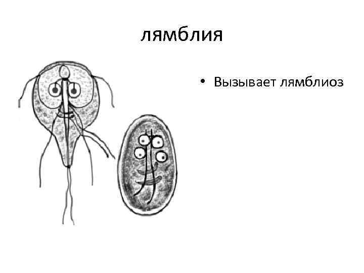 лямблия • Вызывает лямблиоз 