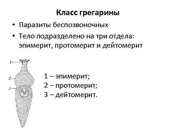 Класс грегарины • Паразиты беспозвоночных • Тело подразделено на три отдела: эпимерит, протомерит и