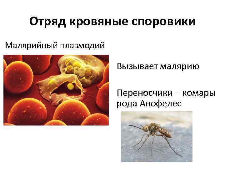 Отряд кровяные споровики Малярийный плазмодий Вызывает малярию Переносчики – комары рода Анофелес 