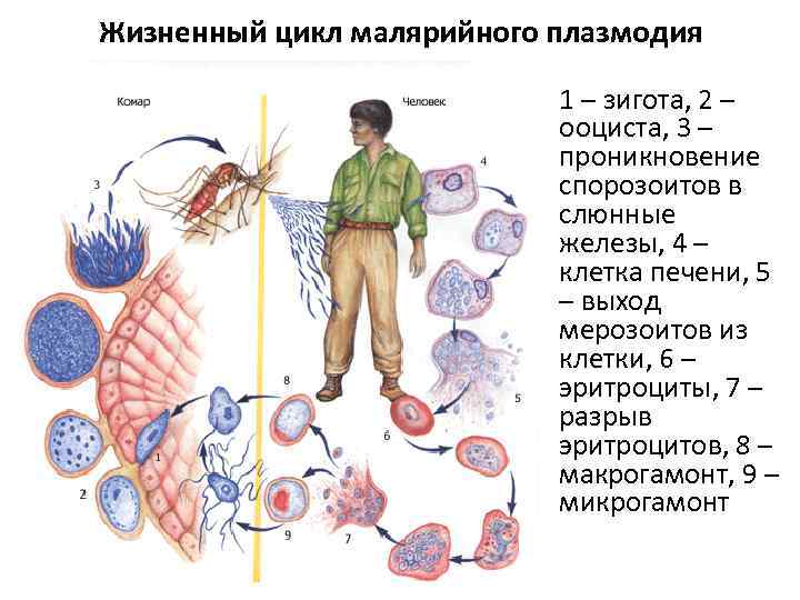 Жизненный цикл малярийного плазмодия 1 – зигота, 2 – ооциста, 3 – проникновение спорозоитов