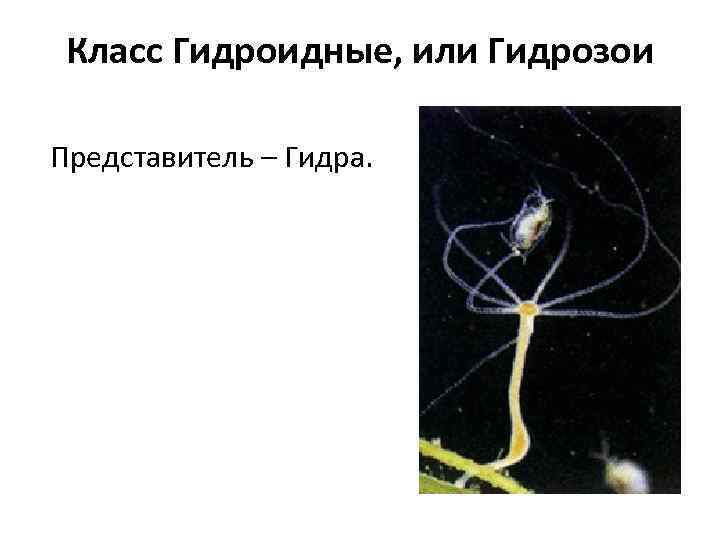 Класс Гидроидные, или Гидрозои Представитель – Гидра. 