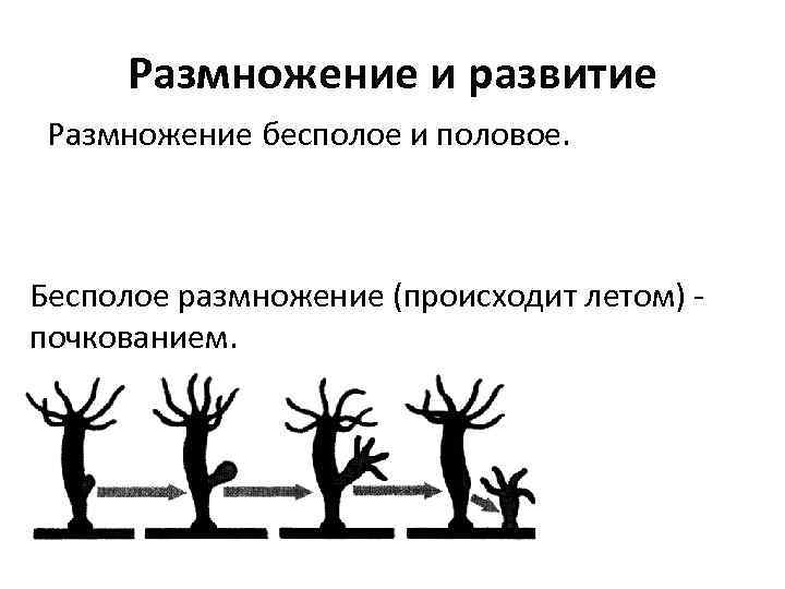 Размножение и развитие Размножение бесполое и половое. Бесполое размножение (происходит летом) - почкованием. 