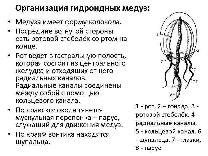 Организация гидроидных медуз: • Медуза имеет форму колокола. • Посредине вогнутой стороны есть ротовой