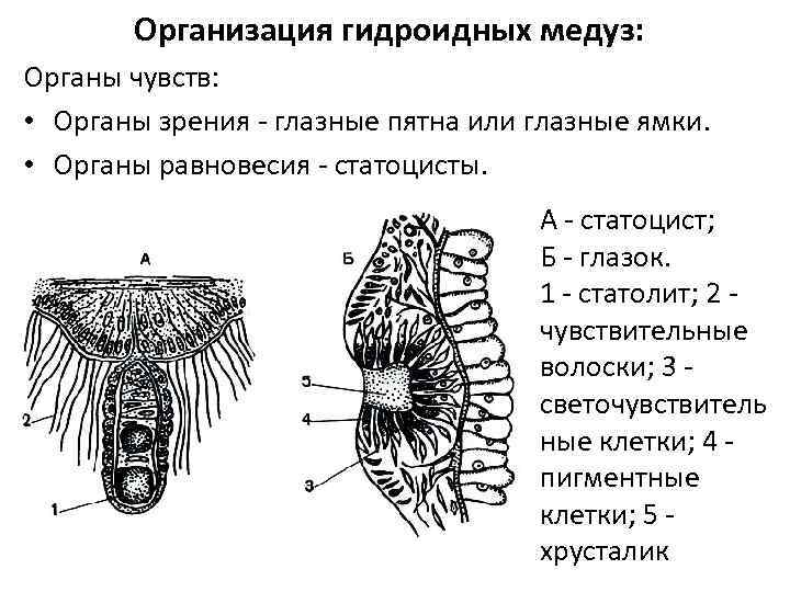 Организация гидроидных медуз: Органы чувств: • Органы зрения - глазные пятна или глазные ямки.