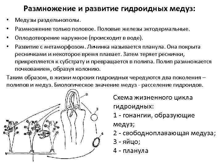 Размножение и оплодотворение не связано с водой. Схема размножения гидроидных. Стадии развития гидроидного полипа. Размножение гидроидных полипов. Размножение гидроидных медуз.