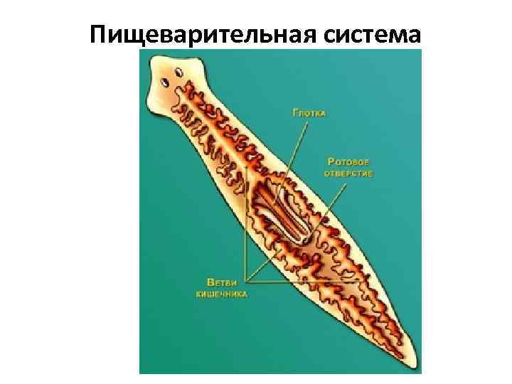 Пищеварительная система 