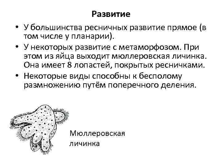 Развитие • У большинства ресничных развитие прямое (в том числе у планарии). • У