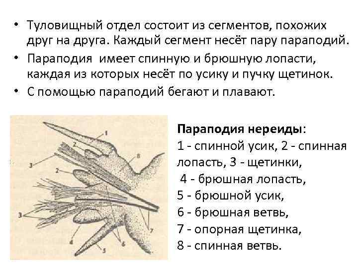  • Туловищный отдел состоит из сегментов, похожих друг на друга. Каждый сегмент несёт