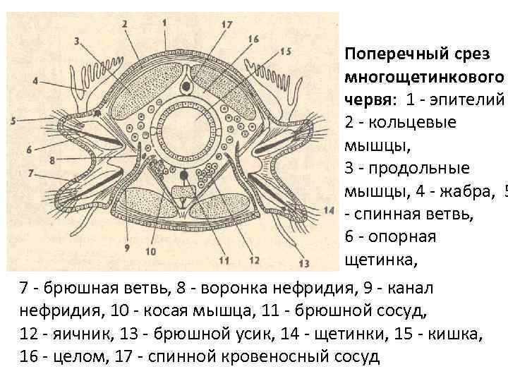 Полость тела многощетинковых червей